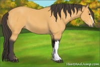 Horse Color:Buckskin 