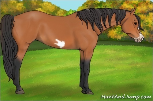 Horse Color: Bay Frame 