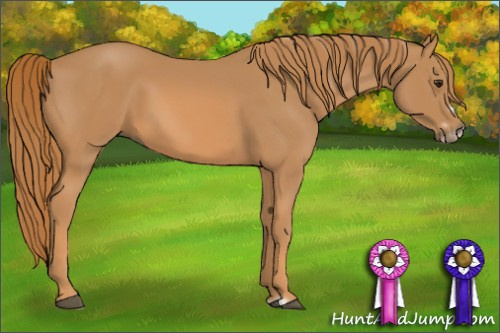 Horse Color: Chestnut Frame 