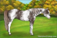 Horse Color:White Spotted Liver Chestnut 