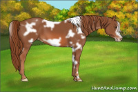 Horse Color:White Spotted Liver Chestnut Frame Varnish 