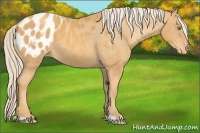 Horse Color:Gold Cream Champagne Appaloosa 