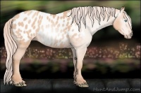 Horse Color:Gray Cremello Appaloosa 