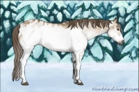 Horse Color:Gray White Spotted Buckskin Dun Frame Blanket Rabicano 