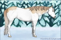 Horse Color:Gray Palomino Roan Dun Splash