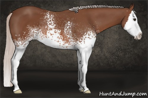 Horse Color: White Spotted Silver Bay Splash 