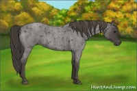 Horse Color:Smoky Blue Roan 