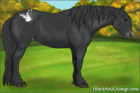 Horse Color:Brown Appaloosa