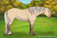 Horse Color:Silver Bay Dun Sabino 