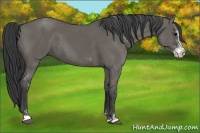Horse Color:Grullo Sabino