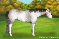 Horse Color:Gray Classic Champagne 