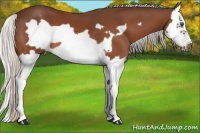 Horse Color:Silver Bay Splash Frame
