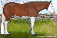 Horse Color:Silver Bay Splash 