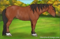 Horse Color:Bay Rabicano 