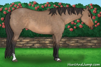 Horse Color:Brown Dun Sabino