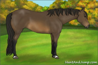 Horse Color:Gray Buckskin 