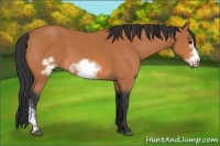 Horse Color:Bay Frame 
