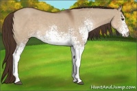 Horse Color:White Spotted Liver Red Dun 