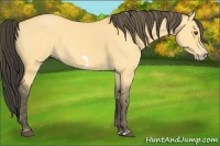 Horse Color:Buckskin Dun Splash Frame  Brindle