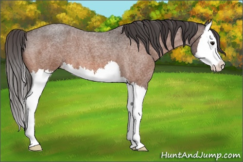 Horse Color: Bay Roan Splash Blanket 