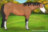 Horse Color:Bay Sabino 