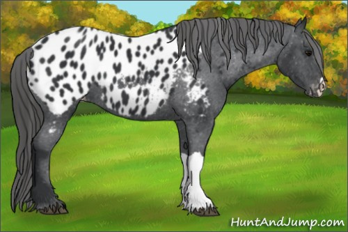Horse Color: Unknown 