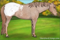 Horse Color:Chestnut Snowcap 