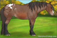 Horse Color:Bay Appaloosa 