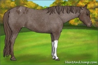 Horse Color:Liver Chestnut Appaloosa 