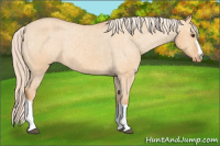 Horse Color:Palomino Dun Varnish Rabicano 