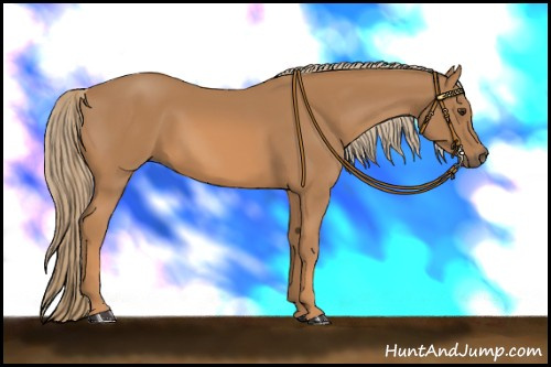 Horse Color: Chestnut 
