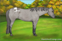 Horse Color:Grullo Appaloosa 