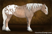 Horse Color:Liver Chestnut Mushroom Sabino Appaloosa Rabicano