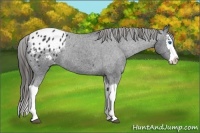 Horse Color:Black Splash Blanket 