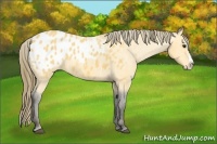 Horse Color:Buckskin Splash Blanket 