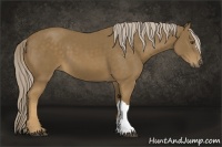 Horse Color:Chocolate Palomino 