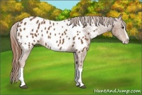 Horse Color:Chestnut Splash Appaloosa 