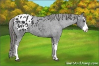 Horse Color:Black Splash Appaloosa 