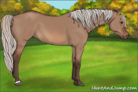 Horse Color:Silver Bay Dun