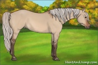 Horse Color:Silver Bay Dun