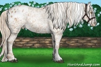 Horse Color:Chestnut Pearl Appaloosa 