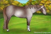 Horse Color:Gray Chestnut Tobiano Rabicano 