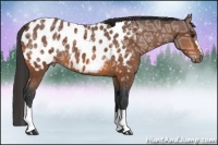 Horse Color:Bay Ice Appaloosa