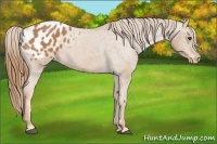 Horse Color:Chestnut Appaloosa 