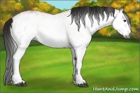 Horse Color:Gray White Spotted Bay