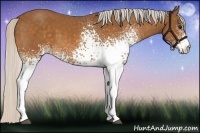 Horse Color:White Spotted Silver Buckskin 