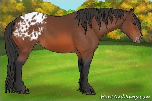 Horse Color: Unknown 