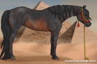 Horse Color:Brown Rabicano Brindle