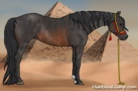 Horse Color:Brown Rabicano Brindle