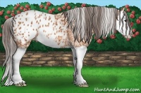 Horse Color:Bay Splash Appaloosa 